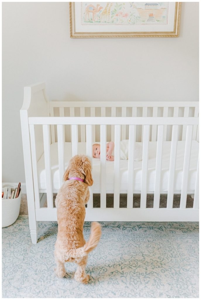 Dog looking at baby through crib slats